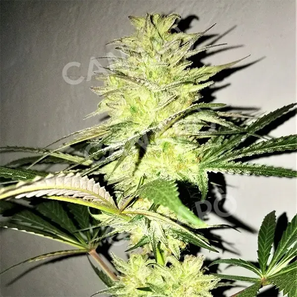 Domus Seeds Harly Kush CBD semi femminizzati 1 seme