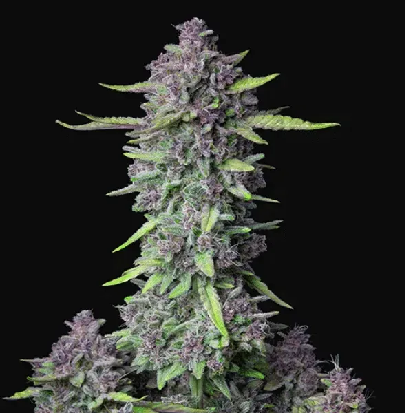 Fast Buds Purple Punch Auto semi autofiorenti viola 24% THC