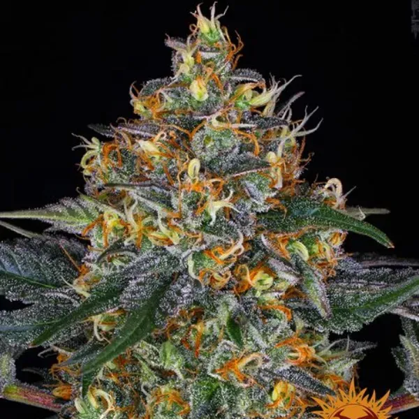 Barney's Farm Moby Dick Auto semi autofiorenti 1 seme