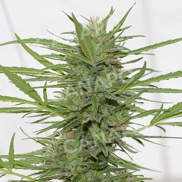 Humboldt Dedoverde Haze Auto semi femminizzati 3 semi