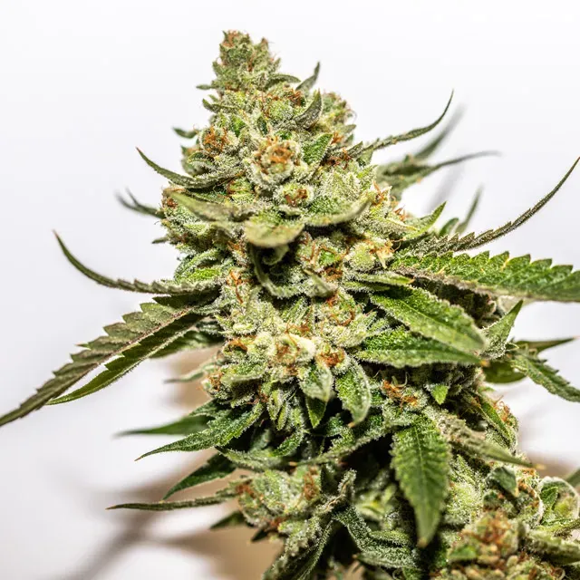 Vision Seeds Cereal Milk x OG Kush semi femminizzati THC 24%