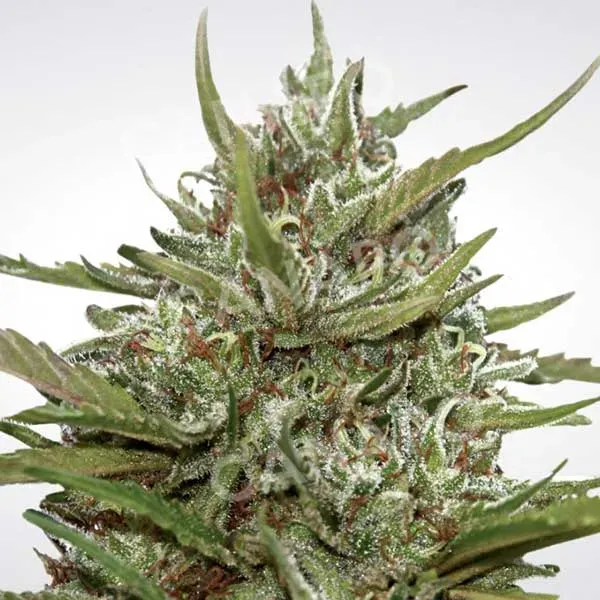 Paradise Seeds Auto Whiteberry semi autofiorenti 3 semi