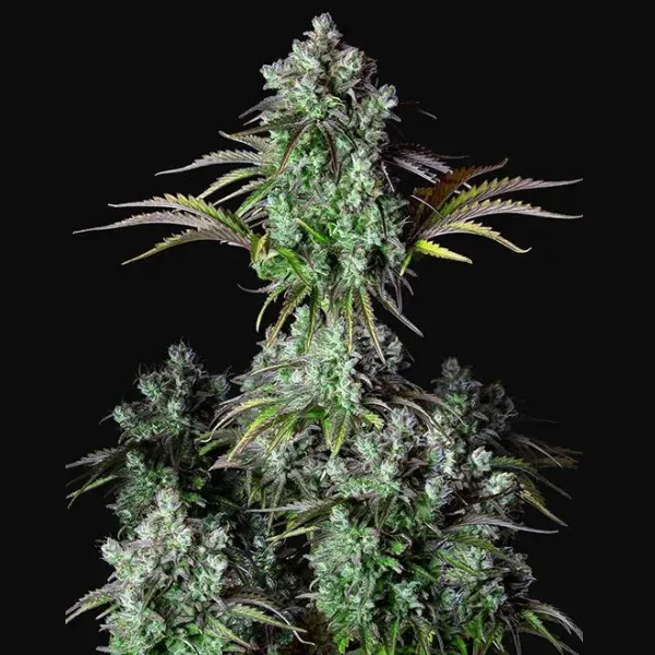 Fast Buds Big Bud Auto semi autofiorenti indica