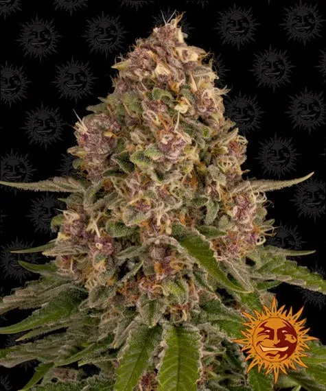 Barney's Farm Pink Kush semi femminizzati da collezione