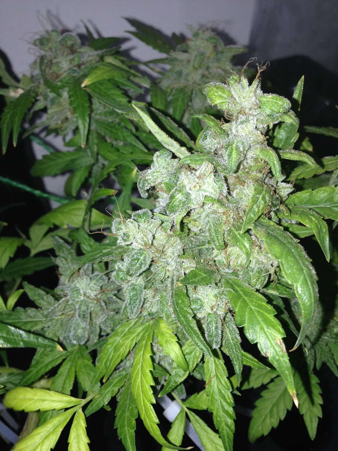 Pheno Finder Seeds Lemon Bubble semi autofiorenti auto
