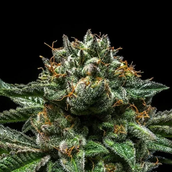 Ripper Seeds Chempie semi femminizzati 3 semi sativa