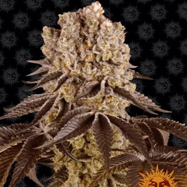 Barney's Farm Purple Punch Fem Semi Femminizzati 1 Seme Indica 90%