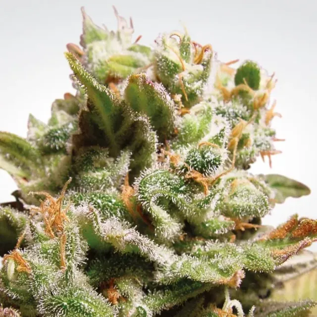 Paradise Seeds Dutch Dragon semi femminizzati sativa