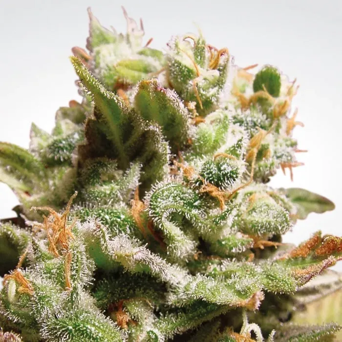 Paradise Seeds Dutch Dragon semi femminizzati sativa