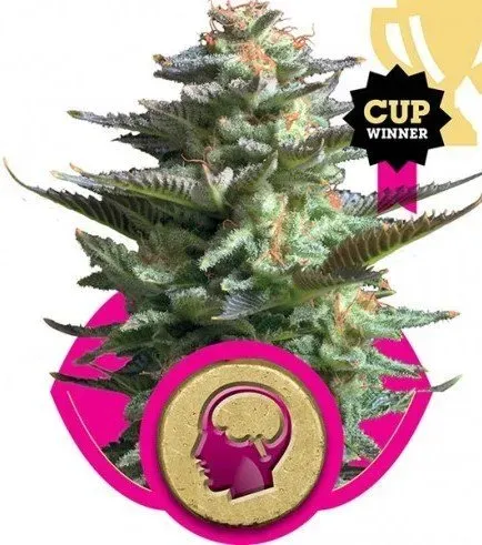 Royal Queen Seeds Amnesia Haze semi femminizzati sativa potente