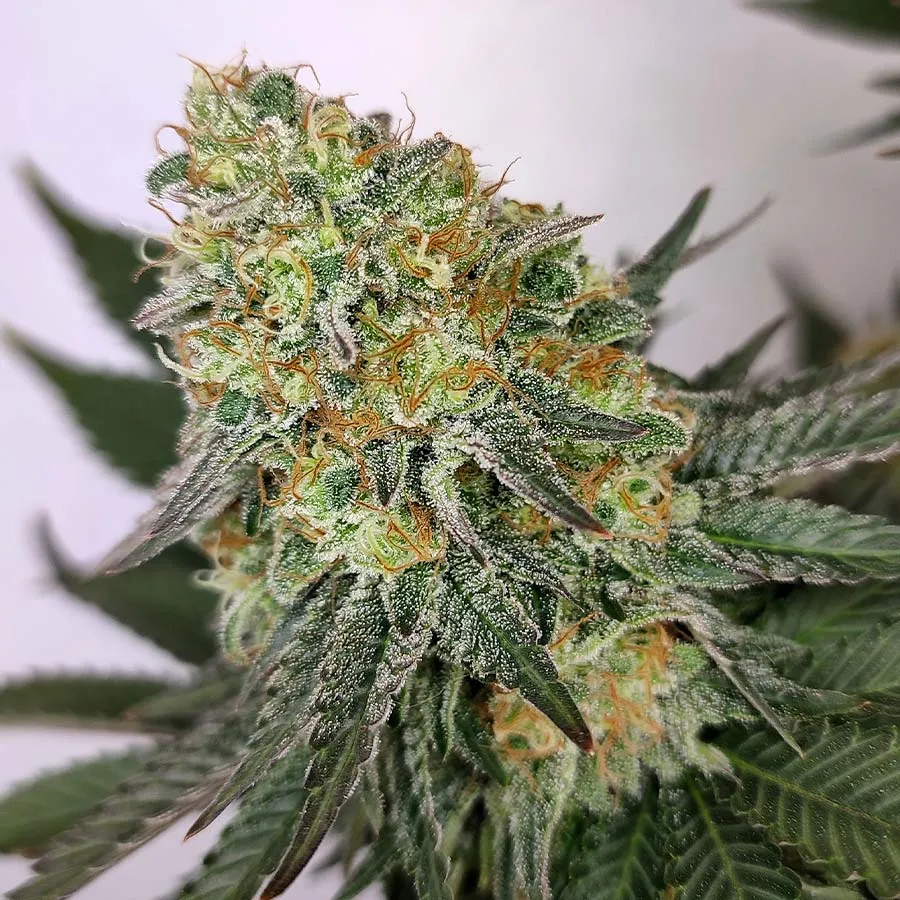 Buddha Seeds Buddha Kraken semi femminizzati potenti