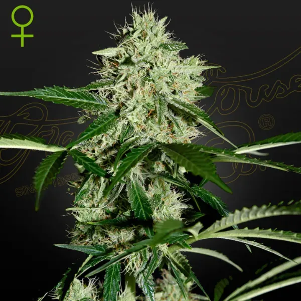 Greenhouse Northern Lights Auto semi autofiorenti incenso-hash