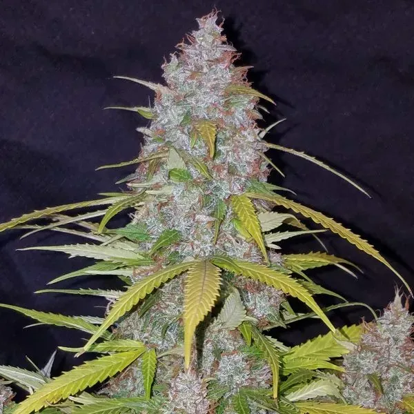 Fast Buds Californian Snow semi autofiorenti THC 23% da collezione