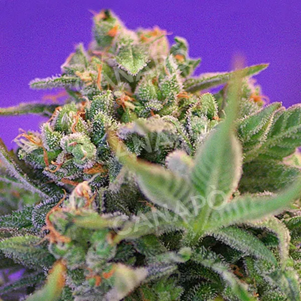 Sweet Seeds Sweet Cheese F1 Fast Version semi femminizzati 3+1 semi