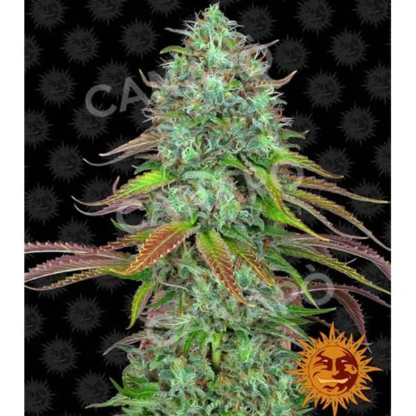 Barney's Farm LSD Auto semi autofiorenti 3 semi indica