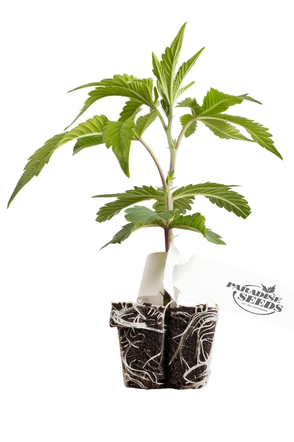 Paradise Seeds Tropicana Crush semi fotoperiodici THC 25%