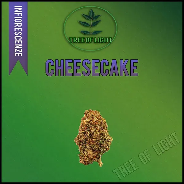 Tree of Light Cheesecake cannabis light 1 g bosco