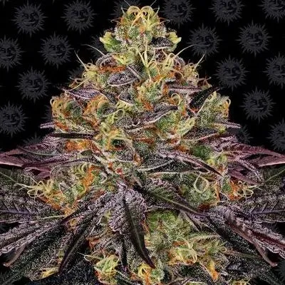 Barney's Farm Watermelon Zkittlez semi femminizzati 3 semi ibrido
