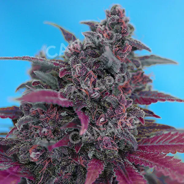 Sweet Seeds Dark Devil Auto semi autofiorenti da collezione 3+1 viola