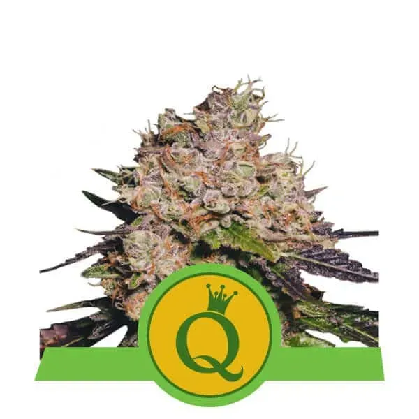 Royal Queen Seeds Purple Queen Auto semi autofiorenti viola