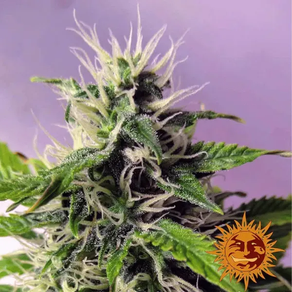 Barney's Farm Blueberry Cheese Auto Semi Autofiorenti 3 Semi