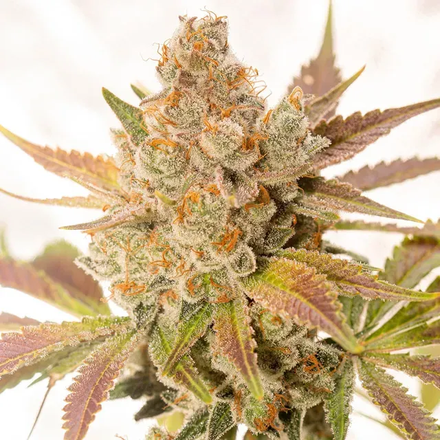 Vision Seeds Orange Sherbert semi autofiorenti agrumati
