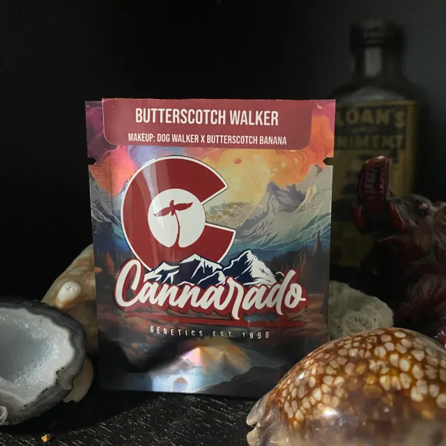 Cannarado Genetics Butterscotch Walker semi femminizzati 6 semi