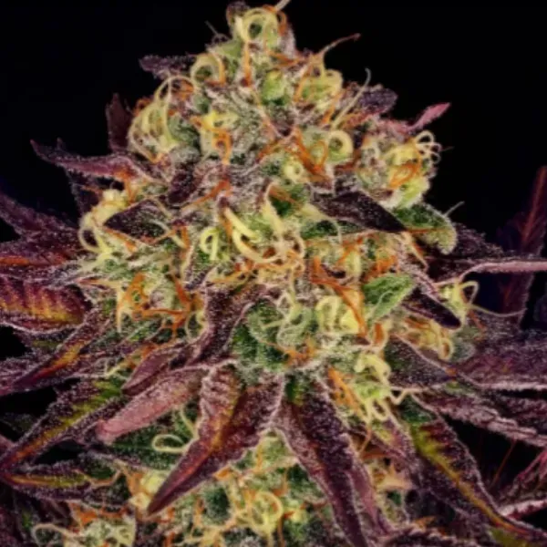 Paradise Seeds Tangerine Sorbet semi femminizzati 3 semi