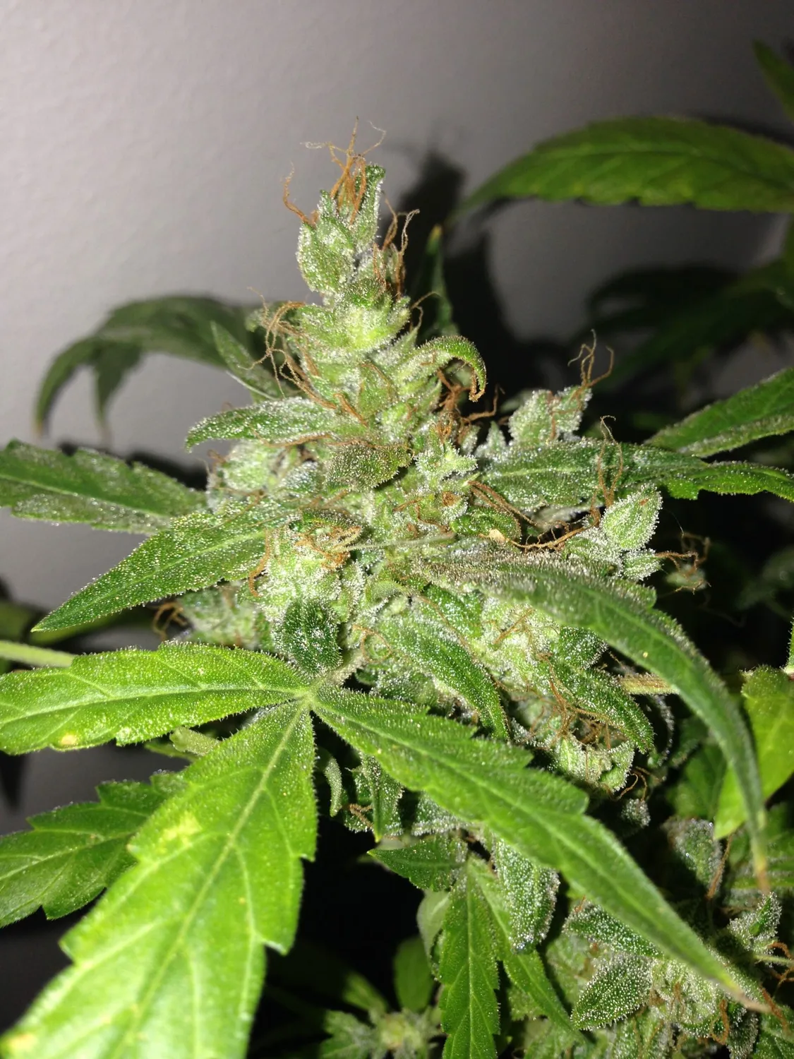 Pheno Finder Seeds Lemon Bubble semi autofiorenti auto