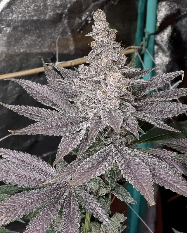 Solfire Gardens Swolfire semi femminizzati 3pz fuel