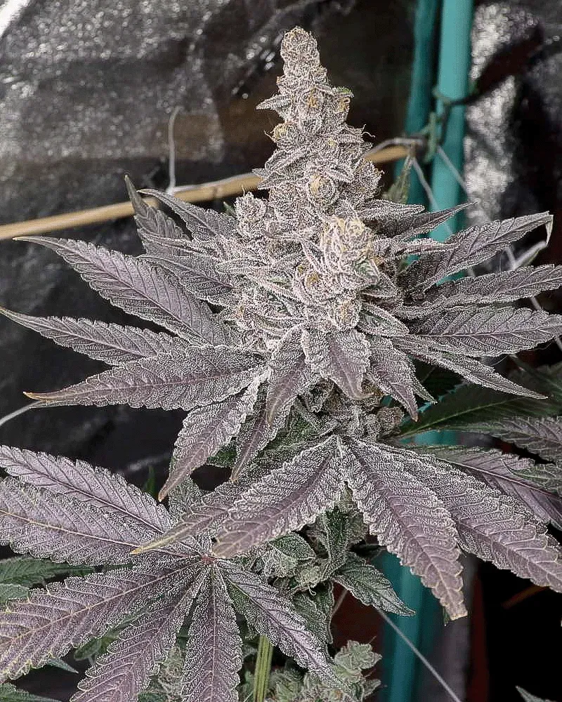 Solfire Gardens Swolfire semi femminizzati 6pz da collezione