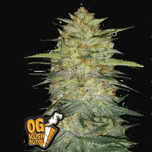 Fast Buds OG Kush Auto semi autofiorenti THC alto