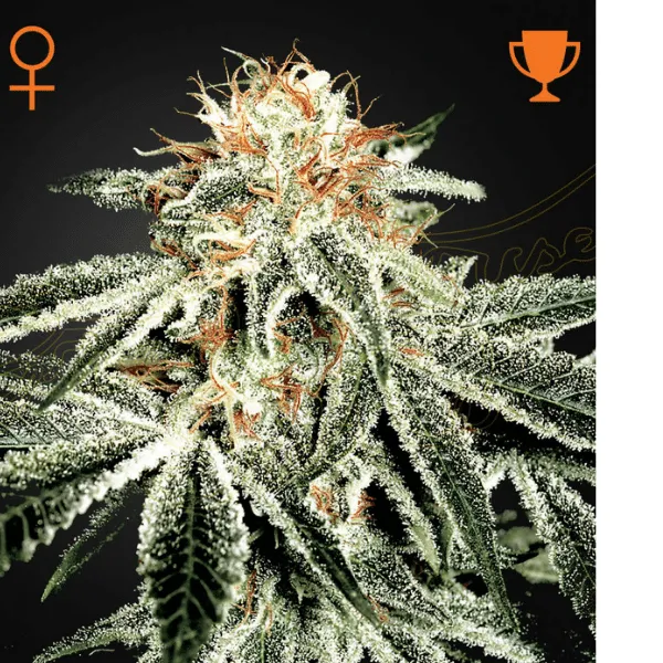 Green House Seeds White Widow femminizzati 3 semi