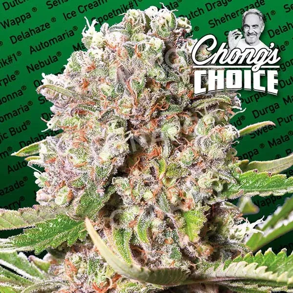 Paradise Seeds Mendocino Skunk semi femminizzati skunk