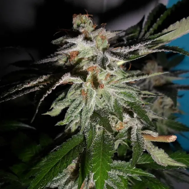 Pheno Finder Seeds La Fire semi femminizzati da collezione