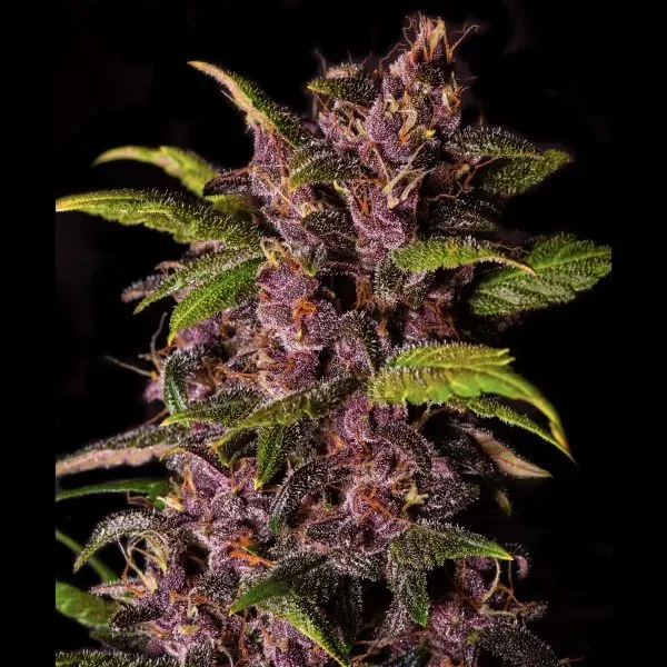 Fast Buds Crystal Meth Auto semi autofiorenti 3 semi THC 20%