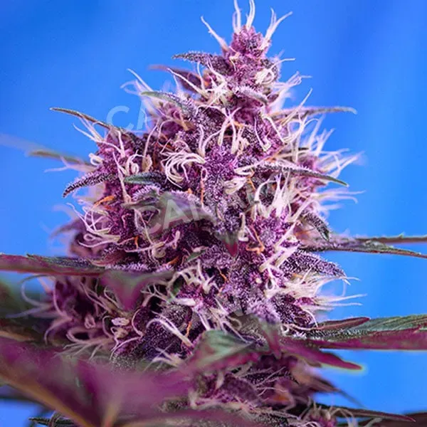 Sweet Seeds Red Poison Auto SWS39 semi autofiorenti 3+1