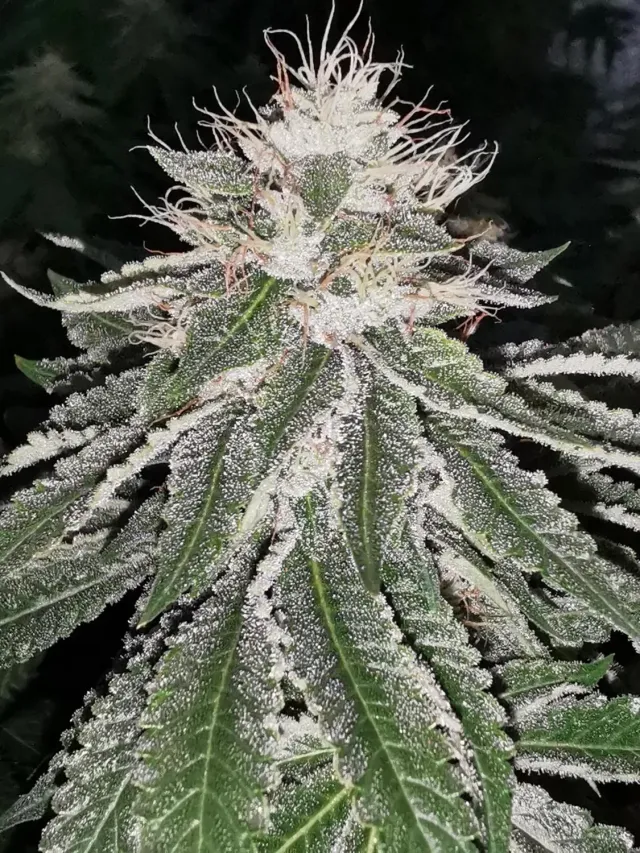 Pheno Finder Mac 11 semi femminizzato ibrido indica