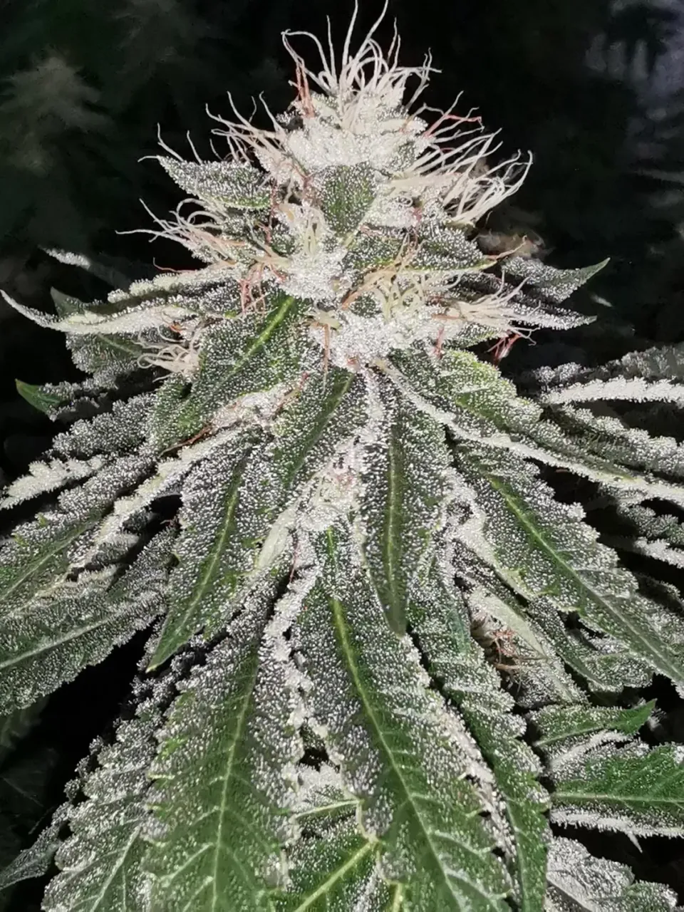 Pheno Finder Mac 11 semi femminizzato ibrido indica
