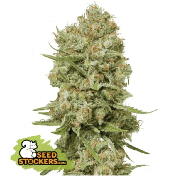 Seedstockers Green Crack Fem semi femminizzati 5 semi sativa