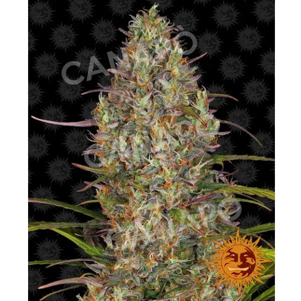 Barney's Farm Glue Gelato Auto Semi Autofiorenti Femminizzati
