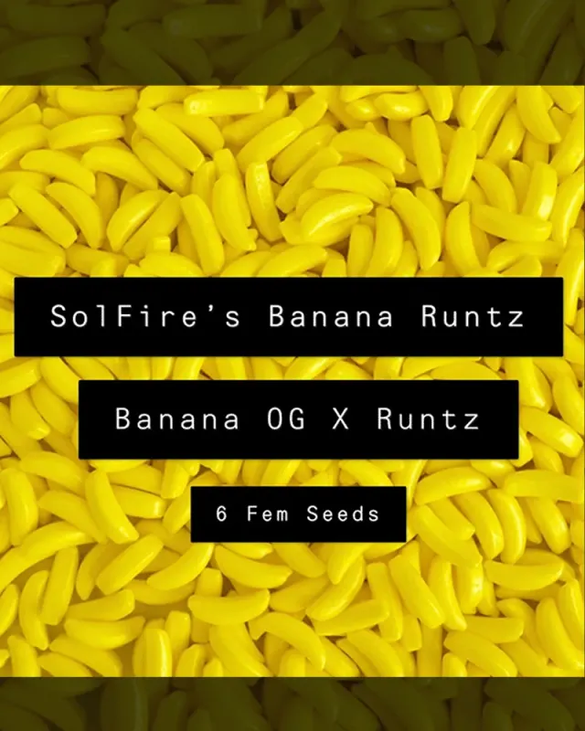 Solfire Gardens Banana Runtz semi femminizzati 6 pezzi