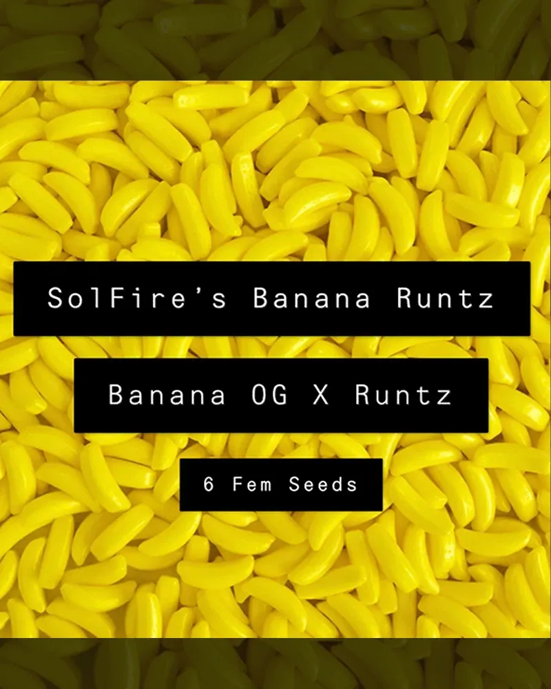 Solfire Gardens Banana Runtz semi femminizzati 6 pezzi