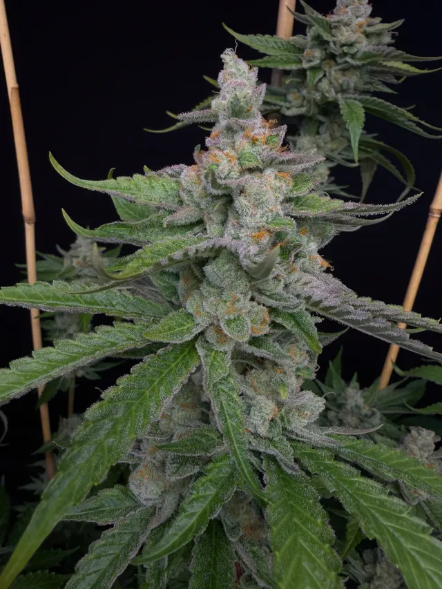 Solfire Gardens Spikey Lemon semi femminizzati 3 semi