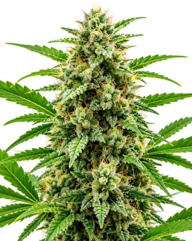 Trikoma Seeds Super Mix Fast pack 12 semi femminizzati fast
