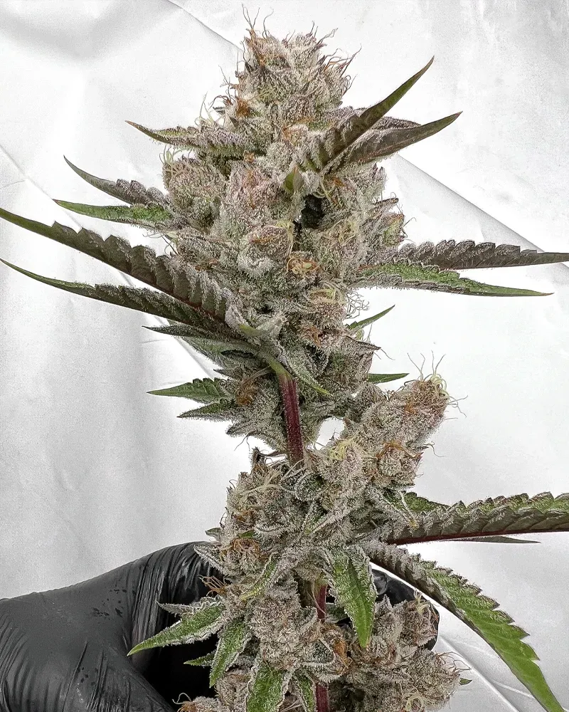 Solfire Gardens Bahama Peel semi cannabis 6 pz limone