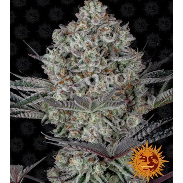 Barney's Farm Dos Si Dos 33 semi femminizzati THC alto