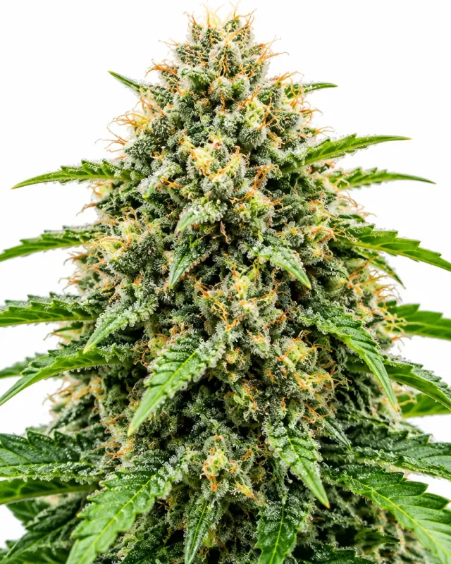 Trikoma Seeds Super Mix USA Strains semi femminizzati 12 semi THC alto