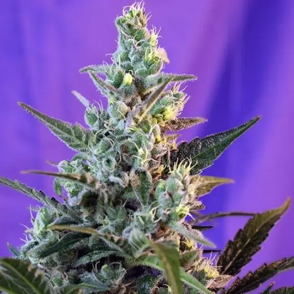 Sweet Seeds Sweet Skunk Auto SWS34 semi autofiorenti 3+1 skunk
