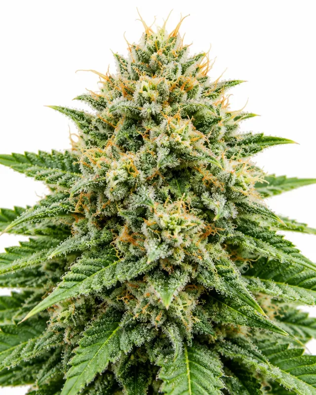 Trikoma Seeds Northern Lights Auto semi autofiorenti indica